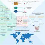 Subspecies of the human gut microbiota carry implicit information for in-depth microbiome research